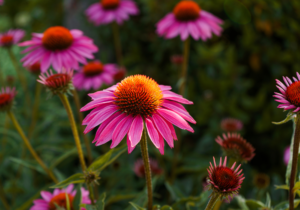 Echinacea unterstützt das Immunsystem.