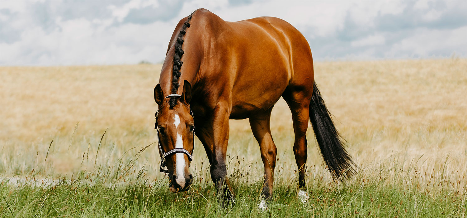 Was sind Giftstoffe für Pferde?