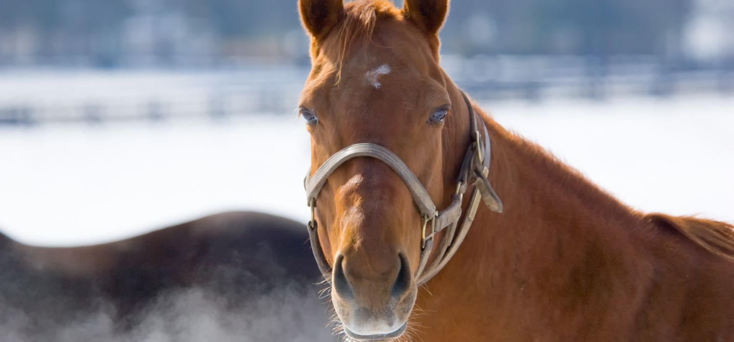 Husten und Atemwegsprobleme bei Pferden im Winter