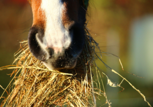 Pferd beim Heu fressen - achten Sie auf Staub