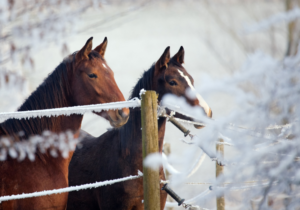 Genügend frische Luft ist auch im Winter für Pferde essenziell für gesunde Atemwege. 
