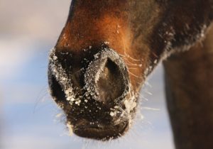 Gesundes Pferd im Winter