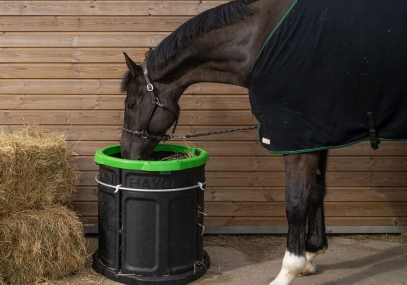 Pferd frisst aus Haygain Forager Slowfeeder