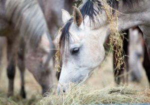 Pferd mit gesunder Verdauung