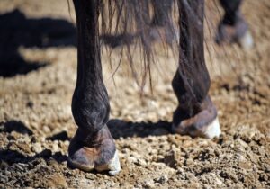 Artikel: Mauke beim Pferd - Früherkennung A und O