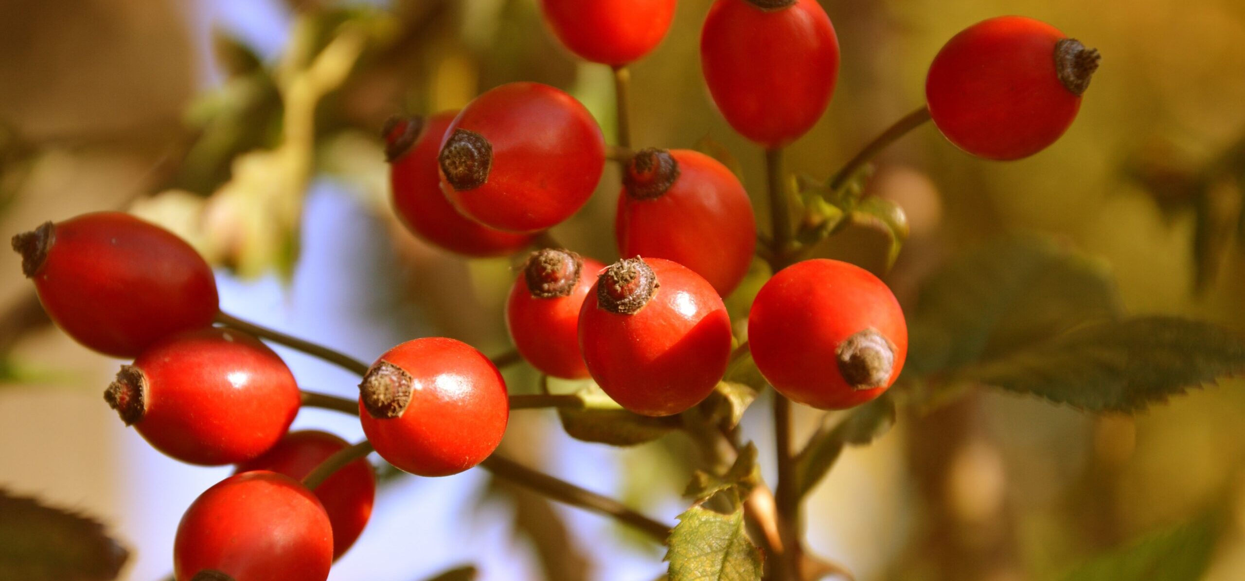 Natürliche Antioxidantien für Pferde