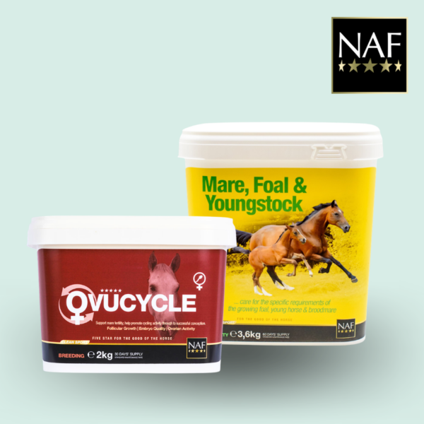 Fohlen & Zuchtstuten